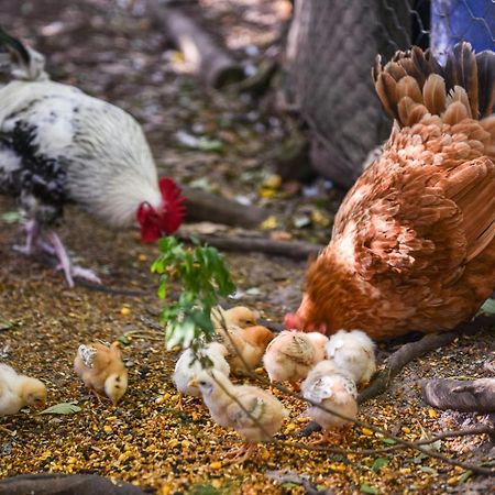 קנגורו וואלי Minimbah Farm Cottages-Family Farmstay- Choose From 2 & 3 Bedroom Cottages And 6 Bedroom House מראה חיצוני תמונה